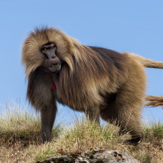 Simien Mountains - Ghenek - Gelada baboon
